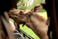 Millie the Moose gets friendly