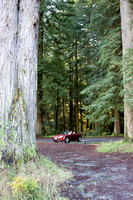 Redwoods in northern California
