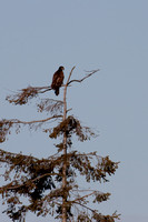 Eagle on Camano Island
