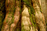 Base of a big Western Red Cedar