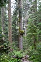 Pilchuck-9833