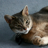 Lounging