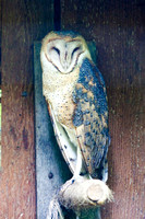 Barn Owl