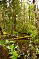Swamp