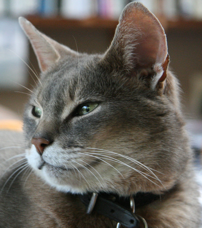 Model