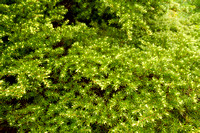 Mountain hemlock new growth