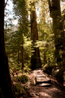 Big cedars in old growth forest