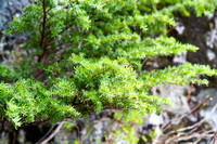 Pilchuck-9869