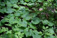 Pilchuck-9884