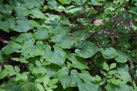 Pilchuck-9884