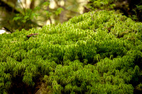 Moss in the rain forest