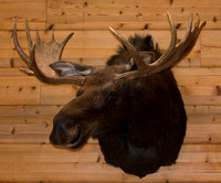 Moose LaCroix
