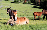 Ken Smith's photos of Mules - Metcalf Wilderness 7-2010