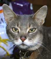 Buddy                              3-19-1996  to   7-17-2013