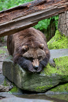 Grizzley