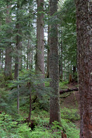 Pilchuck-9830